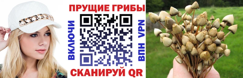 Псилоцибиновые грибы мицелий Ликино-Дулёво